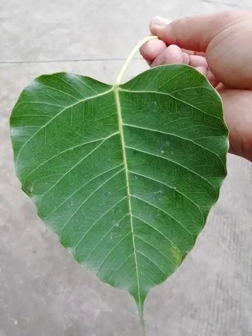包头白云鄂博到彩云之南~宿世的眷恋day10景洪到昆明