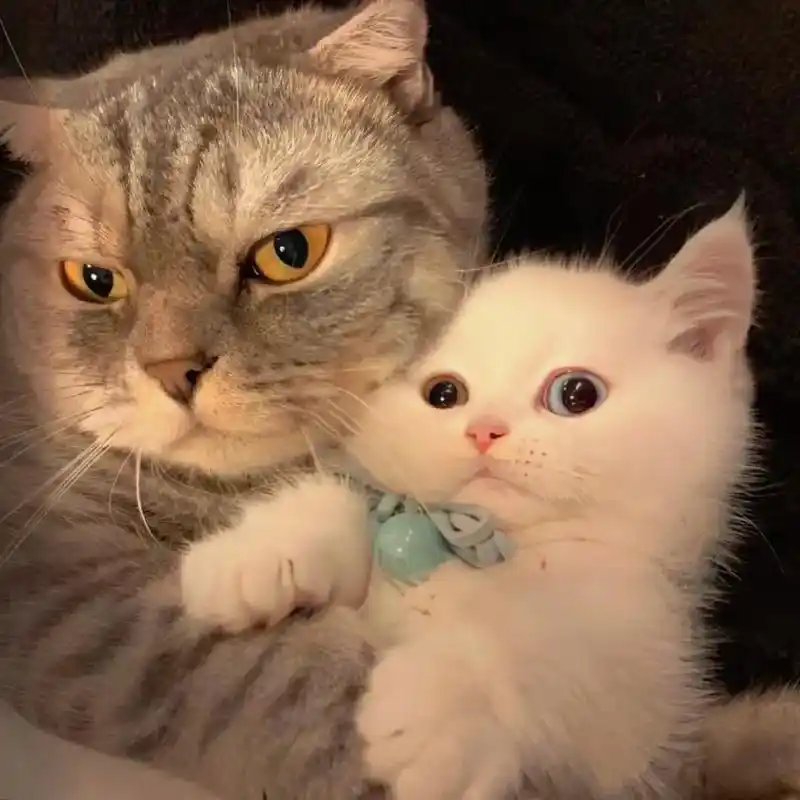 不太明显的情头#猫咪头像 #猫咪 #情侣头像 - 抖音