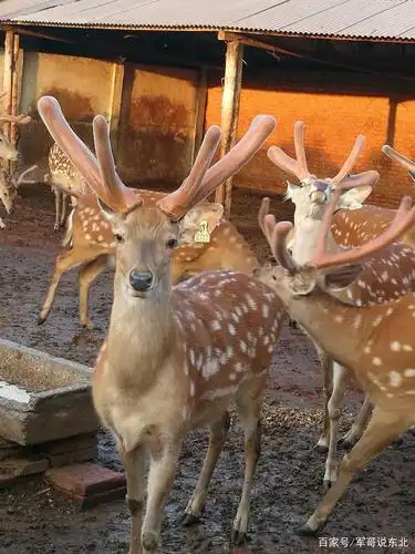 梅花鹿!你一定没看到过这么全的梅花鹿照片