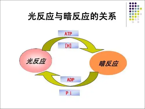 4.3光合作用的过程ppt 光反应与暗反应的关系 atp [h] 光反应 adp pi