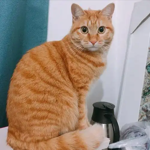 这些猫咪,能给主人带来"好运",要好好珍惜