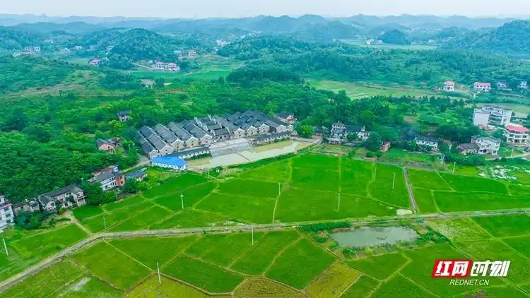 组图湖南邵东插秧种稻忙田间欢乐多