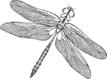 素描蜻蜓素材素描蜻蜓素材实用手绘食物实用手绘食物崎岖的树木繁茂的