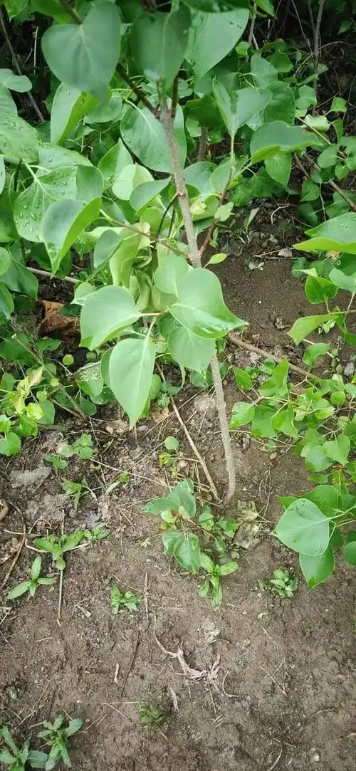 丁香树苗一根多少钱 一年生丁香小苗价格