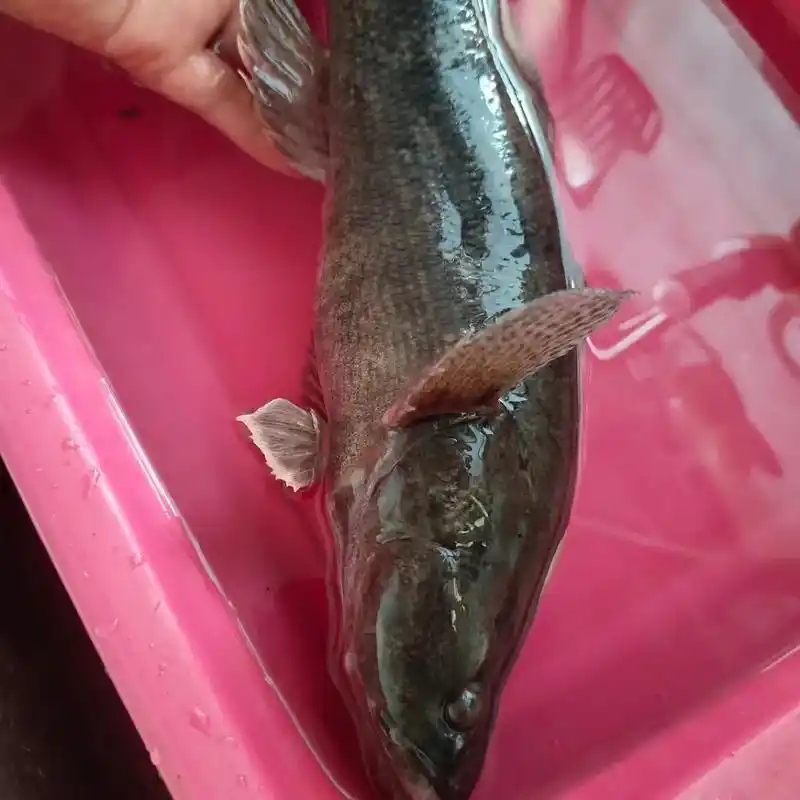 钓的太多,低价出售笋壳鱼,营养价值跟味道都比鳜鱼好,横店镇区 - 抖音