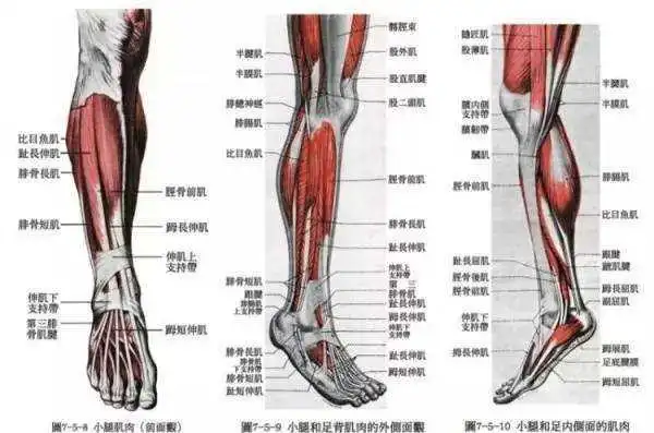 小腿的肌肉
