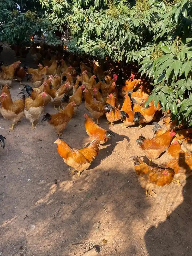 哈哈,杀鸡拔毛今晚吃鸡. - 抖音