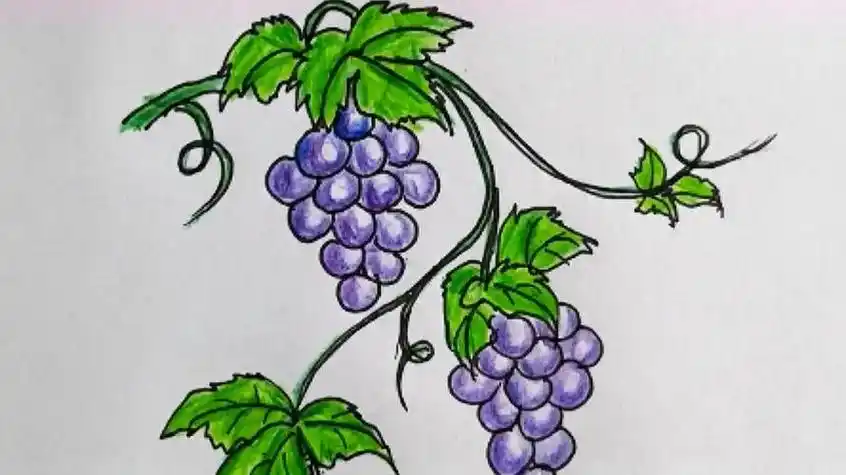 葡萄怎么画葡萄怎么画简单又漂亮好看