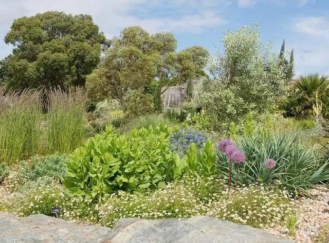 墨西哥飞蓬草,宿根花境里高颜值,低维护植物