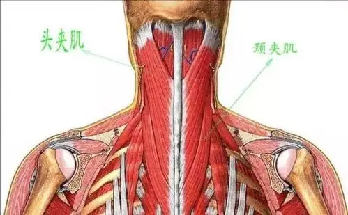 枕骨上项线的 外1/2附着胸锁乳突肌,其肌束的肌束主要是位于该肌的内1