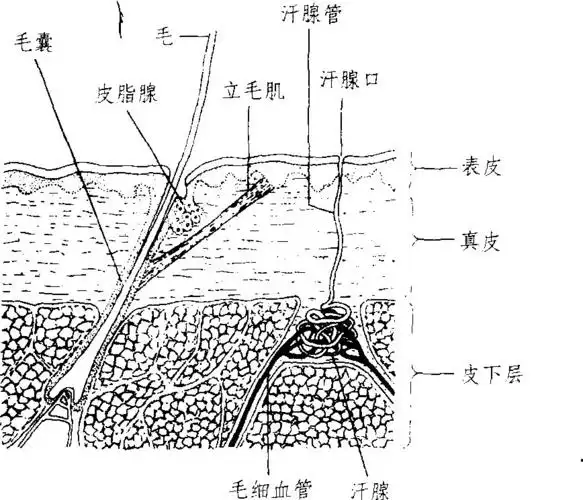人体皮肤的纵剖面图显示其微观结构