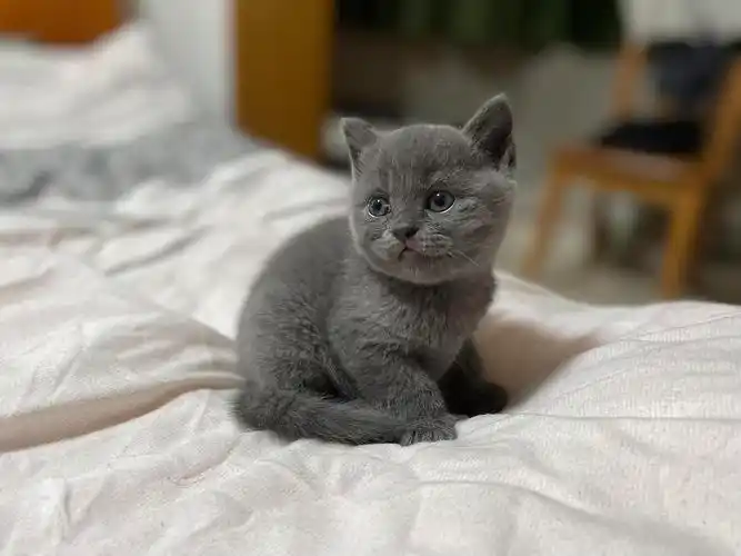 【杭州自提小尝】两个月巨蟹座英短蓝猫蓝白 巨会卖萌!