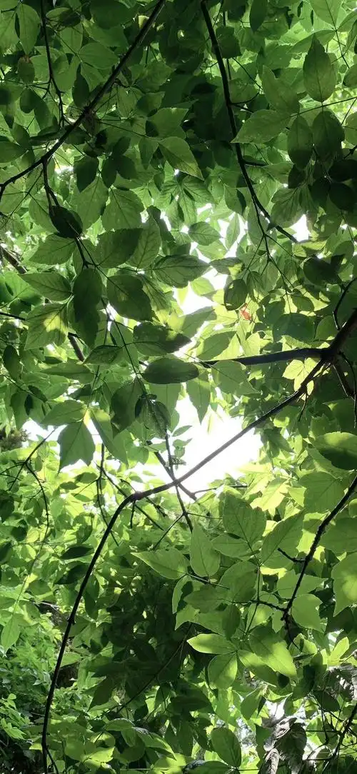 绿色护眼壁纸太耐看了