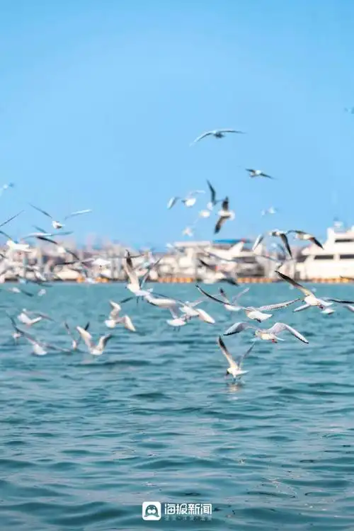 日照之旅在翩跹海鸥的陪伴下探秘海洋风情
