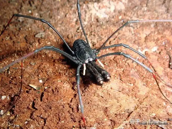 蝎类形态学蝎子的钳子实际上只是长了角的腿