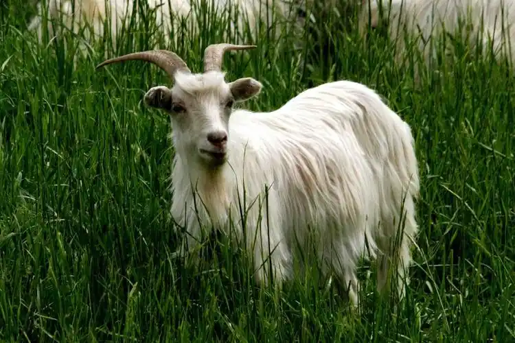 绒山羊