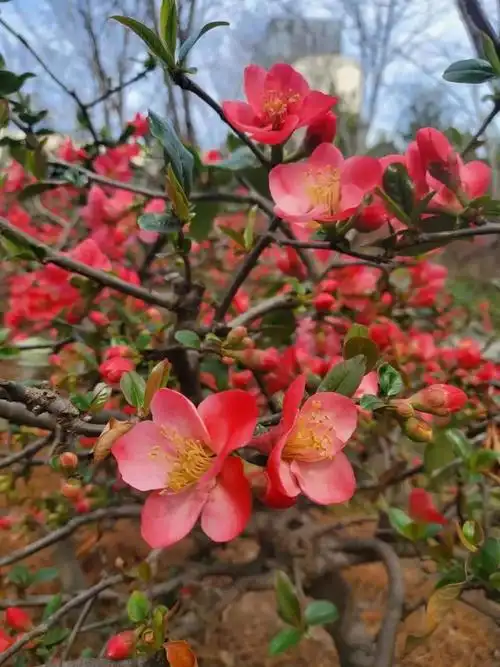 申城海棠花进入盛花期这些地方可赏