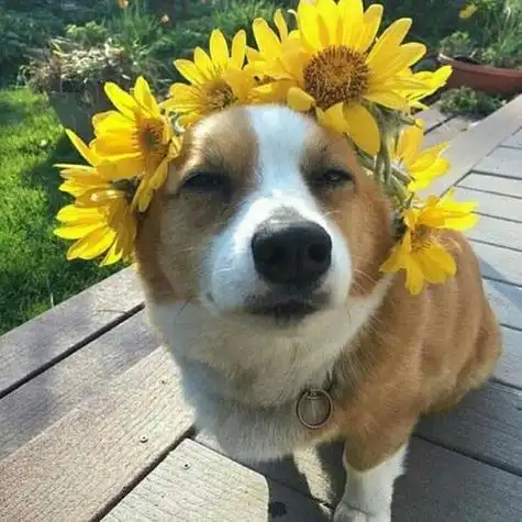 呆萌可爱小狗狗头像大全白色的棕色的你喜欢那个颜色的