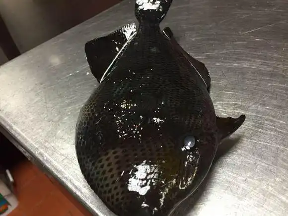 这是什么鱼,能吃吗,黑得像木耳