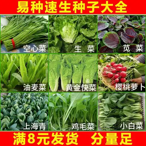 菜种籽蔬菜种子四季小香葱种韭菜大全小白菜生菜菠菜青菜香菜籽孑-hao