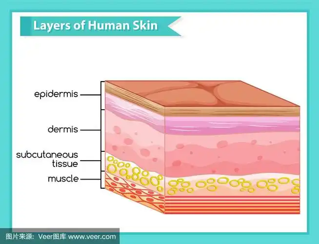 科学医学人体皮肤层