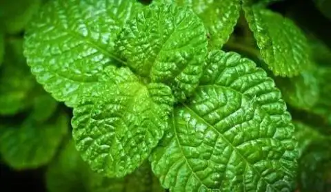 女人常食【补血菜,雪里红,薄荷】3种菜,补血养宫,滋润容颜3