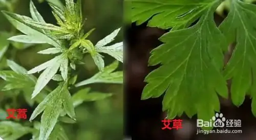 艾叶和艾蒿怎么辨别