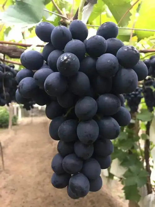 翠莲葡萄园的丰厚葡萄将告别人们的味蕾