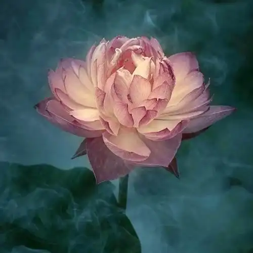 佛系唯美头像图片