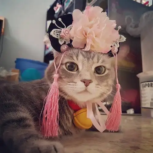 萌宠头像 喵咪头像 喵星人 女生头像 可爱