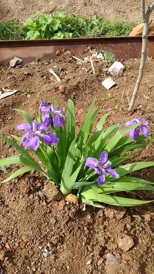 最美人间四月天#一棵紫花草