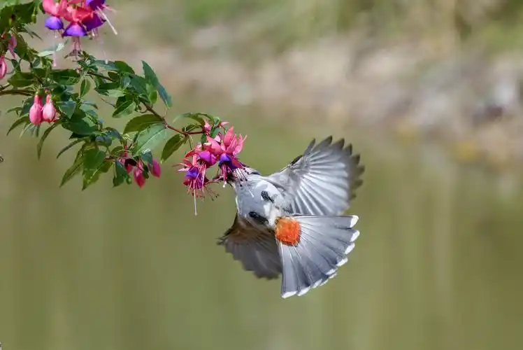 春天来了,鸟语花香.