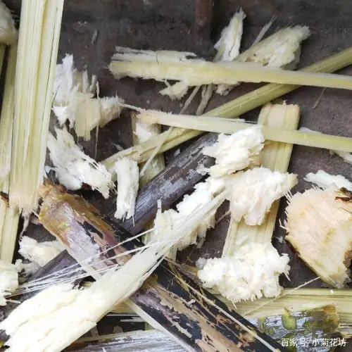 甘蔗. - 2020年最新商品信息聚合专区 - 百度爱采购