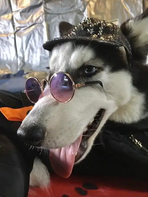 今天给乐园里的狗狗拍合照喔