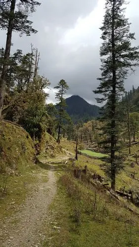 沿着这条小路直上,开始进入无人区,真正的原始森林地带.