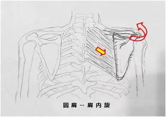 【医文医话】康复科:肩胛骨内侧疼痛 试试这些改善方法