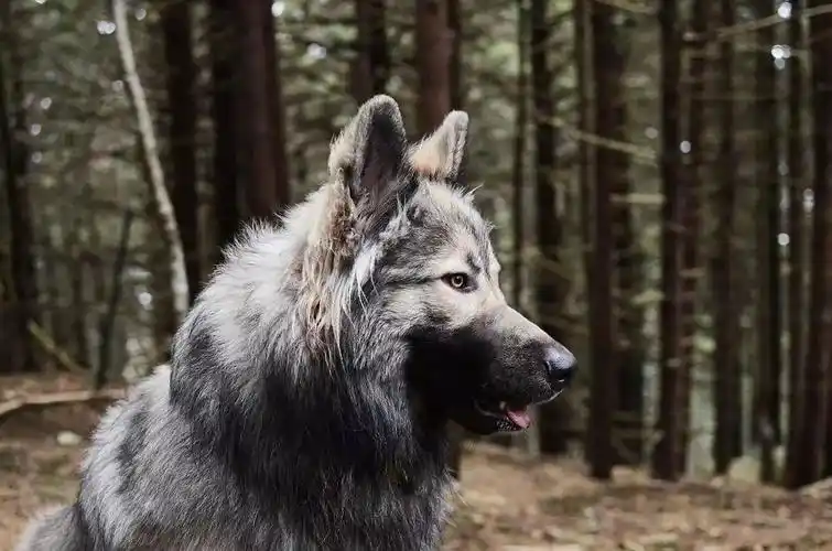 被这只霸气高冷的狗子帅哭了!