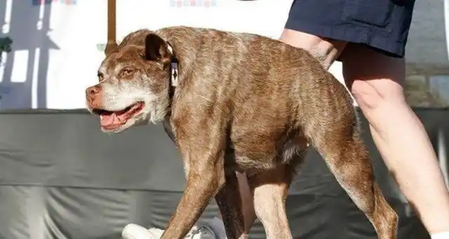 畸形审美——"卡西莫多犬",浑身是病,别再养了!