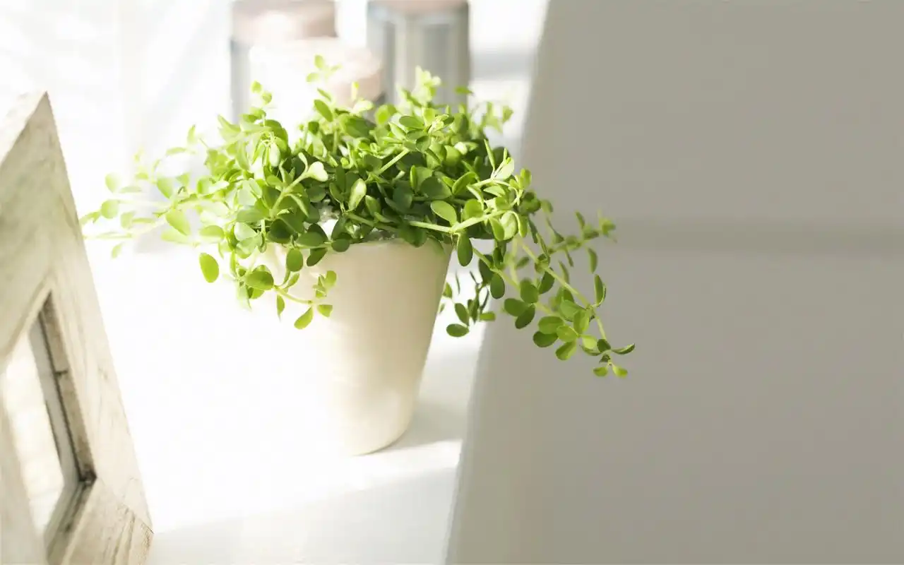 清新绿色盆栽植物高清精选桌面壁纸下载