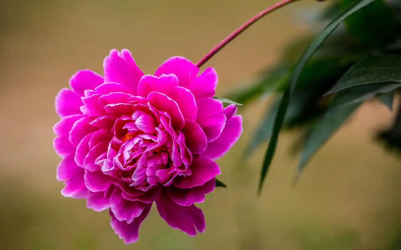 芍药花唯美摄影高清桌面壁纸