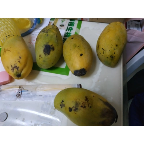 新鲜水果越南青玉芒果5斤包邮时令新鲜香玉大青贵妃芒果水果批发包邮