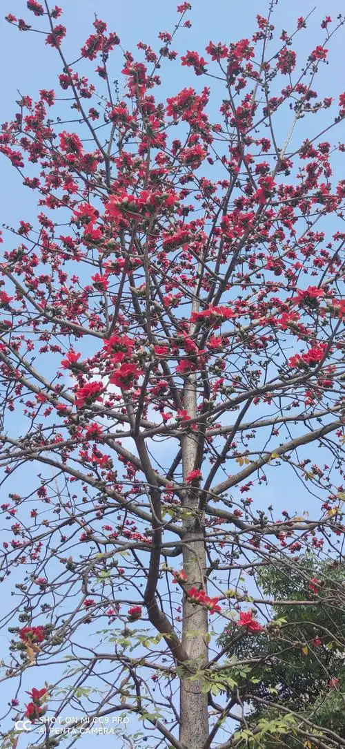 广州市花木棉花绚丽多彩.