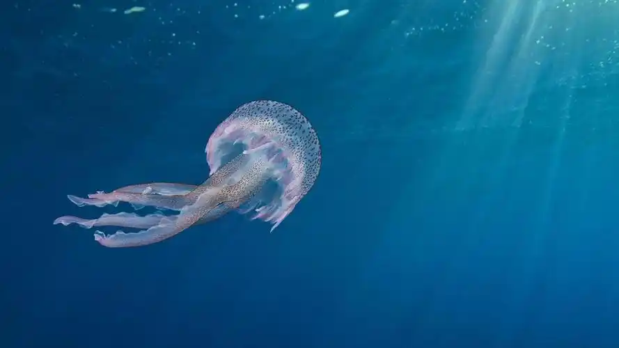 2023年抖音最火背景图片