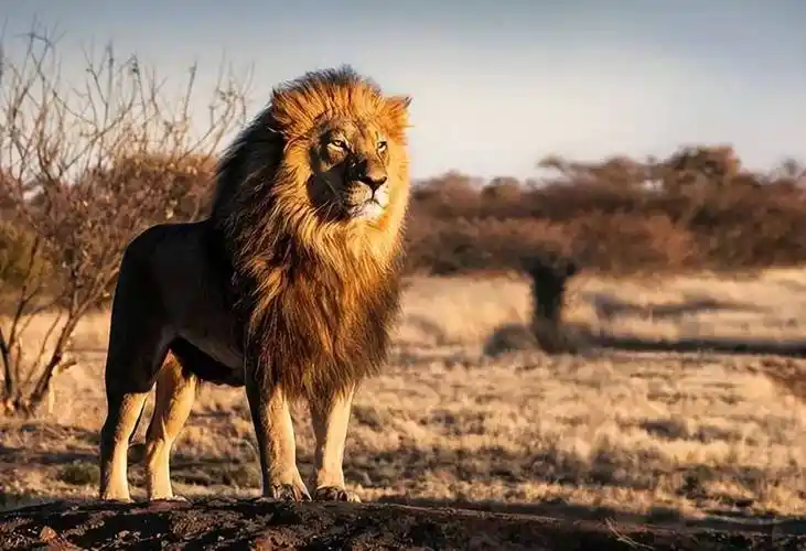 揭秘狮子的战斗力:究竟有多强?专家给出惊人答案!___