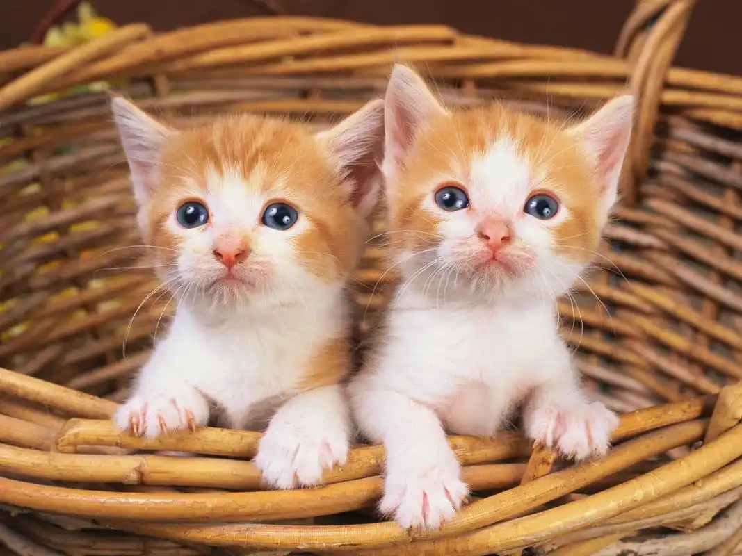 两个可爱的小猫在篮子里 壁纸 - 1920x1440