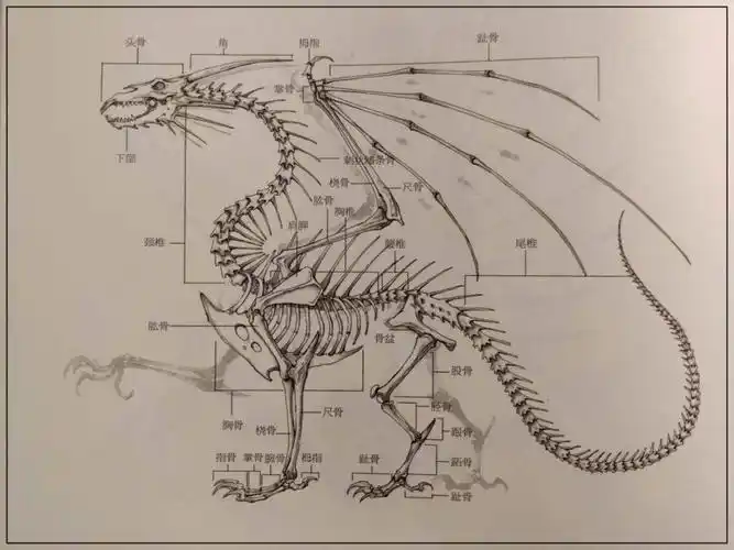 西方龙的骨骼结构示意图