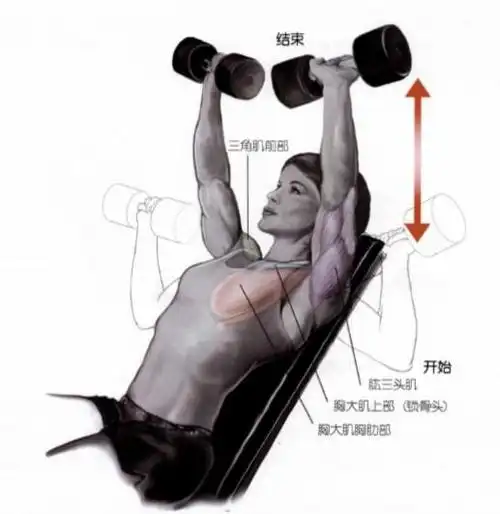 从上练到下最全胸肌训练动作合集