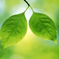 小清新头像绿叶