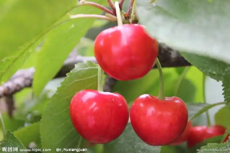樱桃图片