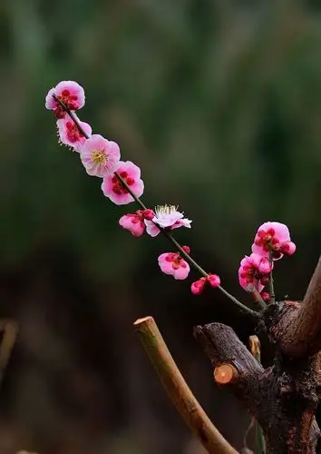 河南汝州:梅花竞相开放迎春来